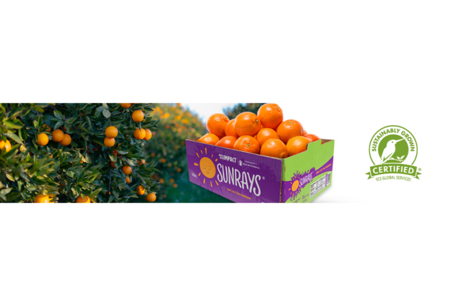 First Certified Sustainably Grown SUNRAYS Mandarins