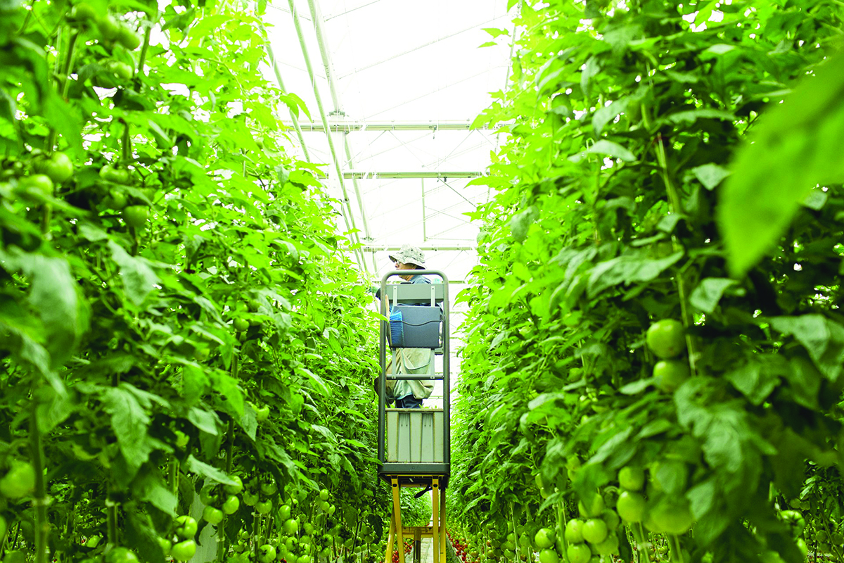lipman worker in a greenhouse