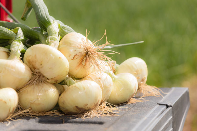 Vidalia Onions 2.jpg