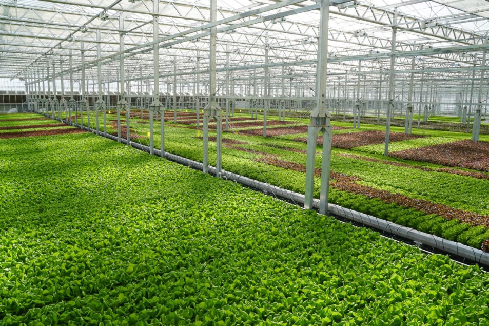 Gotham Greens Accelerates Growth with West Coast Expansion