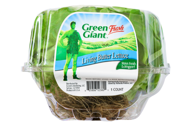 green giant lettuce sp