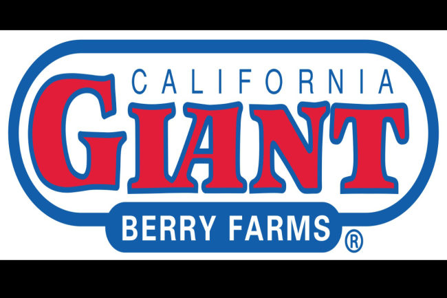 cal giant logo sp